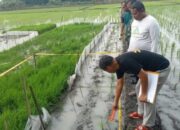 Petani Grobogan Tewas Dalam Insiden Tersengat Jebakan Tikus Yang Dipasang