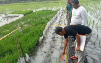 Petani Grobogan Tewas Dalam Insiden Tersengat Jebakan Tikus Yang Dipasang