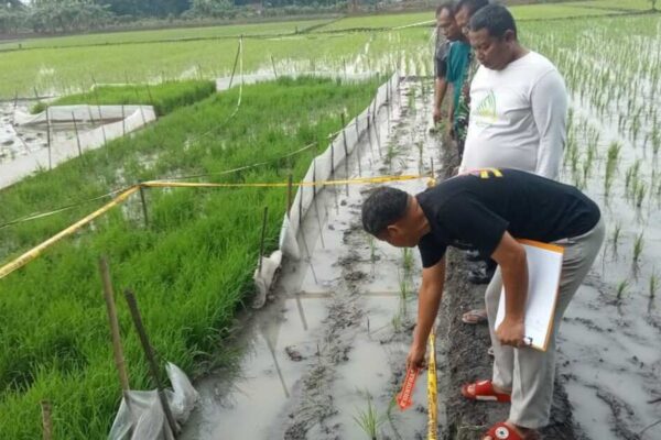 Petani Grobogan Tewas Dalam Insiden Tersengat Jebakan Tikus Yang Dipasang