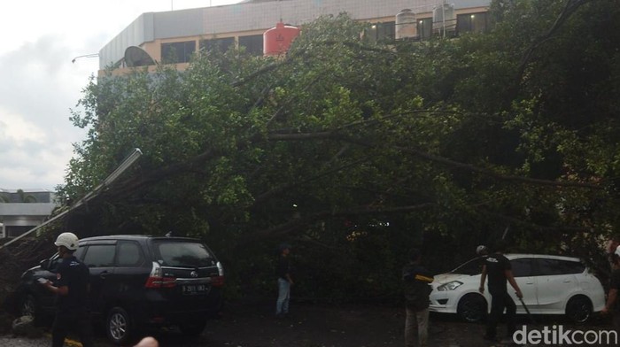 Pohon Beringin 25 Meter Tumbang Di Parkiran Klatos, Empat Mobil