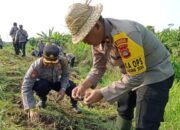 Polisi Jembrana Aksi Tanam Jagung Dan Cabai Demi Meningkatkan Ketahanan