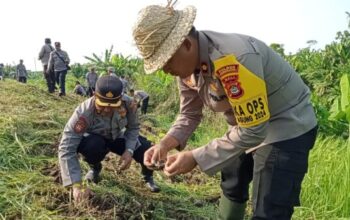 Polisi Jembrana Aksi Tanam Jagung Dan Cabai Demi Meningkatkan Ketahanan