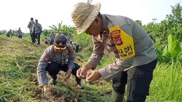 Polisi Jembrana Aksi Tanam Jagung Dan Cabai Demi Meningkatkan Ketahanan