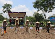 Polres Boyolali Tanam Bibit Jagung Di 22 Kecamatan Sebagai Dukungan