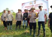 Polres Jembrana Berkolaborasi Tanam Jagung Dan Cabai Untuk Dukung Ketahanan