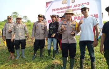 Polres Jembrana Berkolaborasi Tanam Jagung Dan Cabai Untuk Dukung Ketahanan