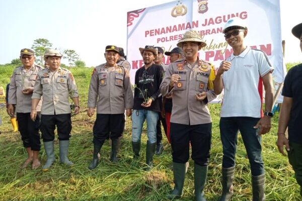 Polres Jembrana Berkolaborasi Tanam Jagung dan Cabai untuk Dukung Ketahanan Pangan