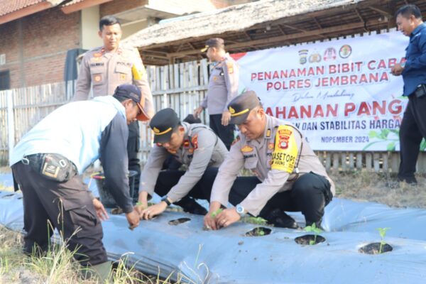 Polres Jembrana Berperan Aktif Dalam Penanaman Cabai Untuk Pangan Berkelanjutan