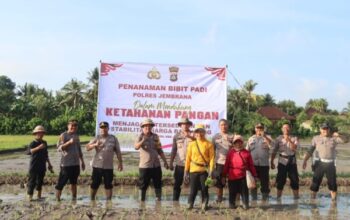 Polres Jembrana Bersama Masyarakat Tanam Padi, Sukseskan Program Ketahanan Pangan