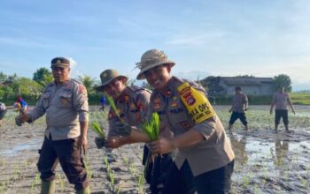 Polres Jembrana Tanam Padi, Tingkatkan Ketahanan Pangan Dalam 100 Hari