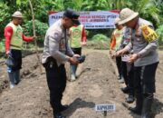 Polres Dan Kodim Jembrana Bersama Forkopimda Tanam Jagung Demi Ketahanan