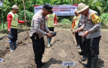 Polres Dan Kodim Jembrana Bersama Forkopimda Tanam Jagung Demi Ketahanan