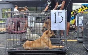 Polresta Banyumas Amankan Pengangkutan Anjing Ilegal Dari Garut