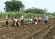 Dukungan Polresta Malang Kota untuk Swasembada Pangan, Langkah Nyata bagi Ketahanan Nasional