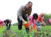 Aksi Nyata Kapolres Malang Kota: Turun ke Ladang Jagung untuk Program Ketahanan Pangan