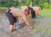 Polsek Gilimanuk Ambil Langkah Nyata, Tanam Padi Demi Ketahanan Pangan