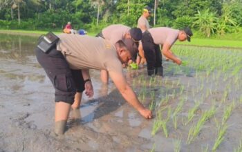 Polsek Gilimanuk Ambil Langkah Nyata, Tanam Padi Demi Ketahanan Pangan