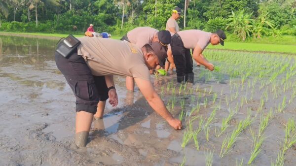 Polsek Gilimanuk Ambil Langkah Nyata, Tanam Padi Demi Ketahanan Pangan