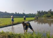 Polsek Gilimanuk Dukung Ketahanan Pangan, Tanam Padi Bersama Warga