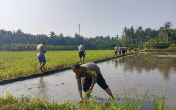 Polsek Gilimanuk Dukung Ketahanan Pangan, Tanam Padi Bersama Warga