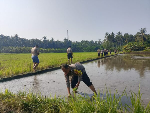 Polsek Gilimanuk Dukung Ketahanan Pangan, Tanam Padi Bersama Warga