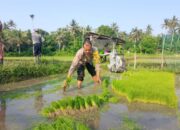 Polsek Gilimanuk Tanam Padi, Wujud Dukungan Untuk Ketahanan Pangan Nasional