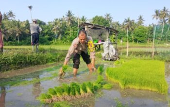 Polsek Gilimanuk Tanam Padi, Wujud Dukungan Untuk Ketahanan Pangan Nasional