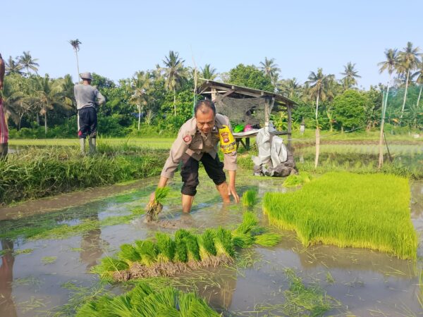 Polsek Gilimanuk Tanam Padi, Wujud Dukungan Untuk Ketahanan Pangan Nasional