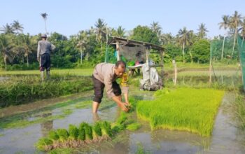 Polsek Gilimanuk Turun Ke Sawah, Dukung Ketahanan Pangan Lewat Penanaman