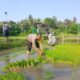 Polsek Gilimanuk Turun Ke Sawah, Dukung Ketahanan Pangan Lewat Penanaman