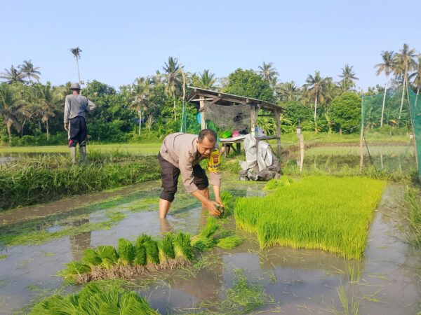 Polsek Gilimanuk Turun Ke Sawah, Dukung Ketahanan Pangan Lewat Penanaman