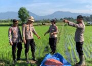 Polsek Kota Jembrana Ajak Masyarakat Terlibat Dalam Pemupukan Padi Demi