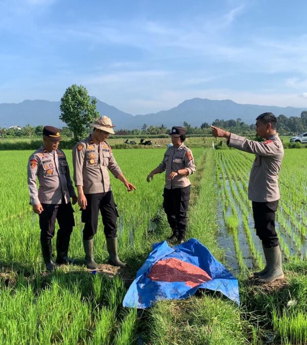 Polsek Kota Jembrana Ajak Masyarakat Terlibat Dalam Pemupukan Padi Demi