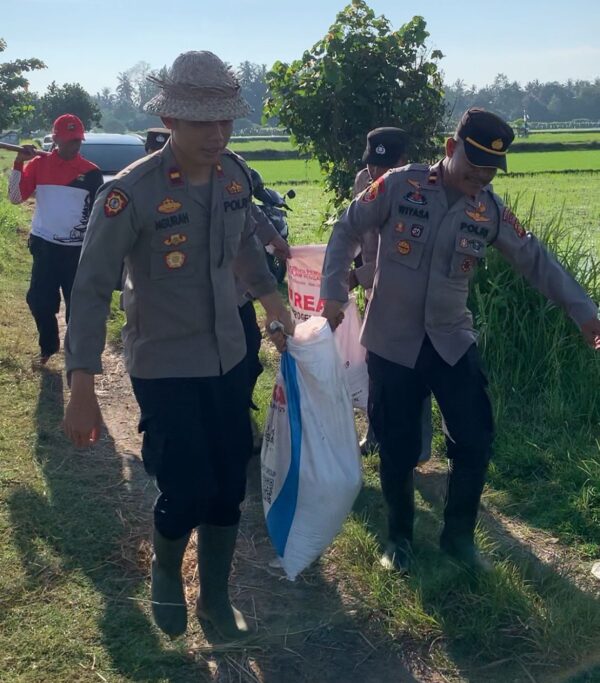 Polsek Kota Jembrana Bantu Pemupukan Padi Demi Perkuat Ketahanan Pangan