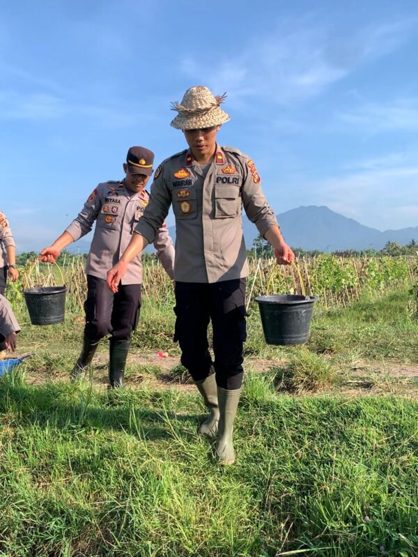 Polsek Kota Jembrana Sukses Laksanakan Pemupukan Padi Untuk Ketahanan Pangan