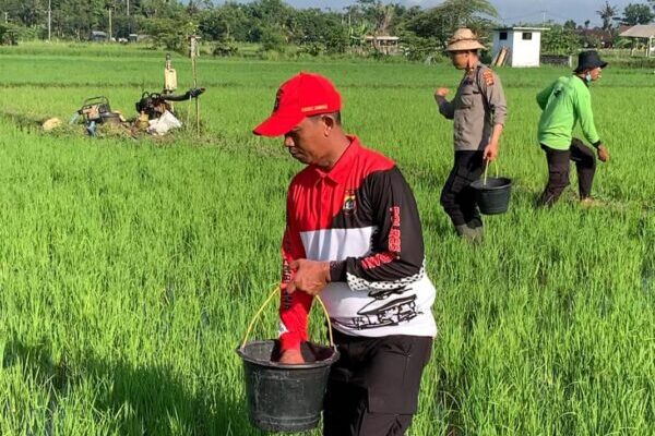 Polsek Kota Jembrana Turun Tangan, Laksanakan Pemupukan Padi untuk Ketahanan Pangan