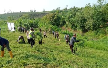 Program Ketahanan Pangan: Polres Jembrana Tanam Jagung Dan Cabai Di