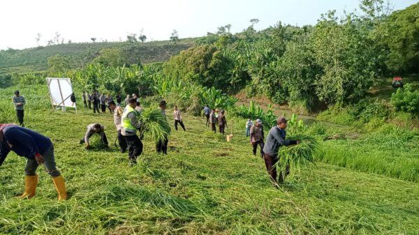 Polres Jembrana Gelar Program Tanam Jagung dan Cabai untuk Mewujudkan Ketahanan Pangan Berkelanjutan