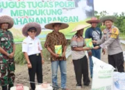 Program Ketahanan Pangan Polres Lamandau: Fokus Pada Penanaman Jagung