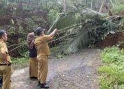 Tebing Ambruk Di Banjarnegara, Akses Transportasi Dua Kecamatan Terhambat