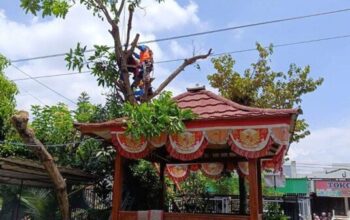 Tersetrum Listrik, Warga Karangmalang Sragen Meninggal Dunia Saat Potong Dahan