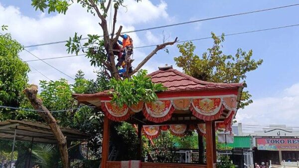 Tersetrum Listrik, Warga Karangmalang Sragen Meninggal Dunia Saat Potong Dahan