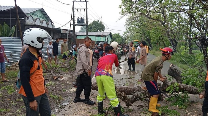 Tragis, Pemotor Di Sumberlawang Sragen Tewas Tertimpa Pohon Tumbang