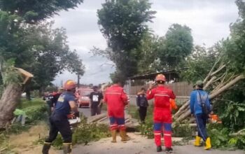 Akses Jalan Klaten Tertutup Pohon Tumbang Akibat Angin Kencang