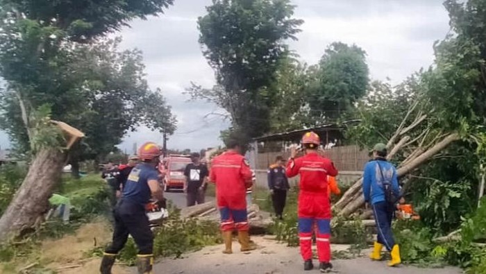 Angin Kencang di Klaten Sebabkan Pohon Tumbang, Jalan Terputus