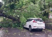 Pohon Tumbang Timpa Dua Mobil di Jalan Terusan Dieng Kota Malang