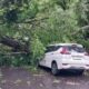 Brak! Pohon Raksasa Tumbang Timpa Dua Kendaraan Di Jalan Terusan