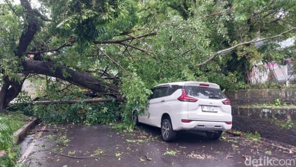 Brak! Pohon Raksasa Tumbang Timpa Dua Kendaraan Di Jalan Terusan