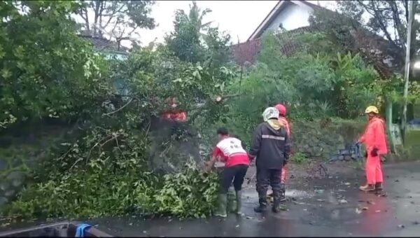 Cuaca Ekstrem Di Banjarnegara: Pohon Tumbang Akibatkan Kerusakan