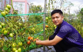 Dukung Ketahanan Pangan, Rutan Humbahas Berhasil Panen Tomat